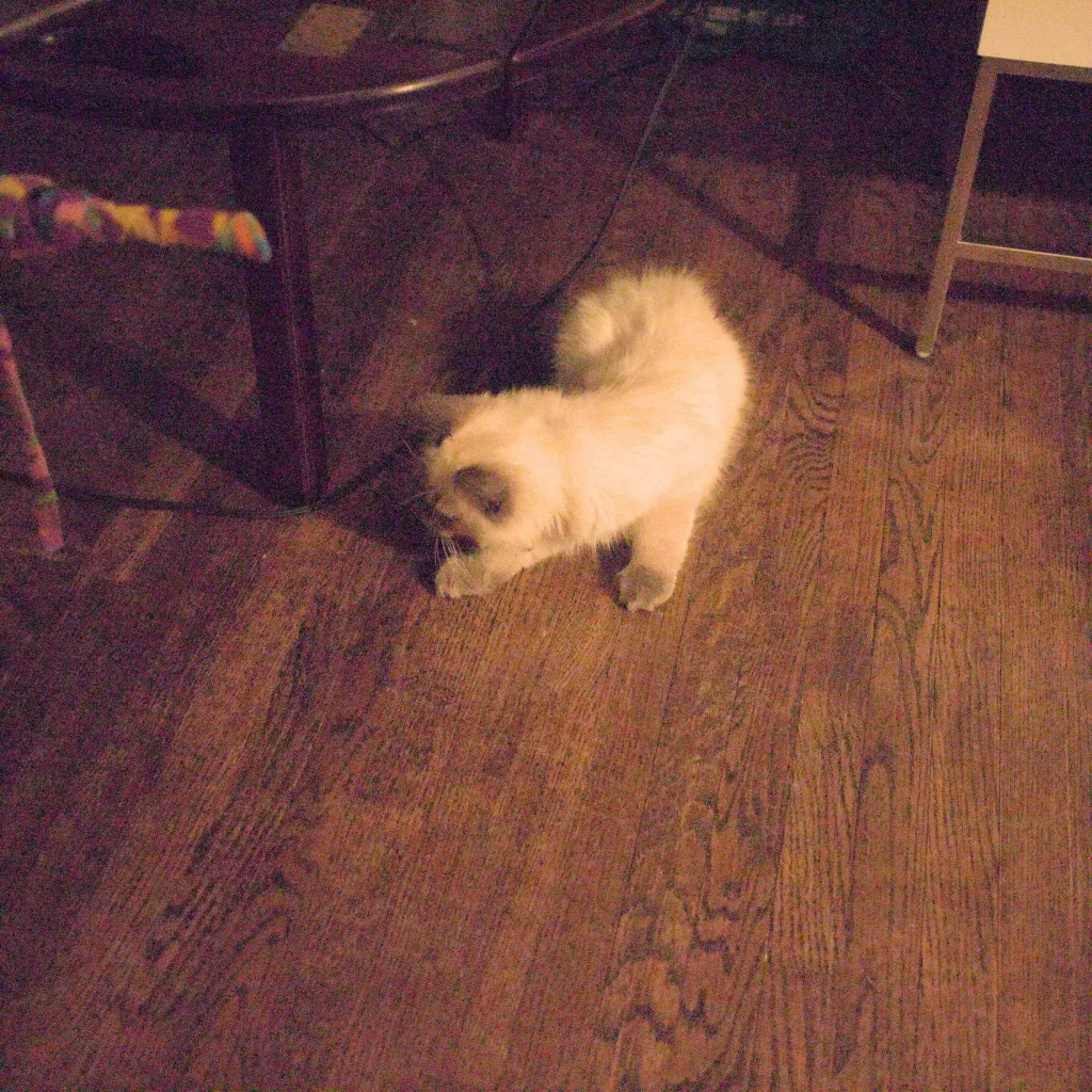 Fluffy Kitten - Toronto